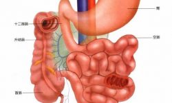 Les pathologies gastro-intestinales
