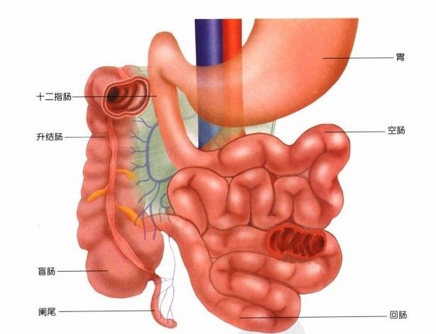Les pathologies gastro-intestinales